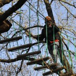 Rapolano ponte tra gli alberi